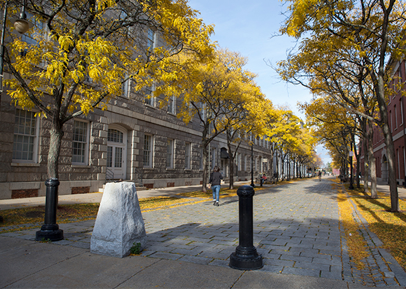 a cobblestone path is flanked by brick buildings and yellow fall trees