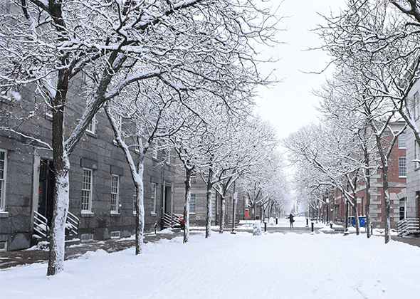 snow coats the trees and a path through brick buildings