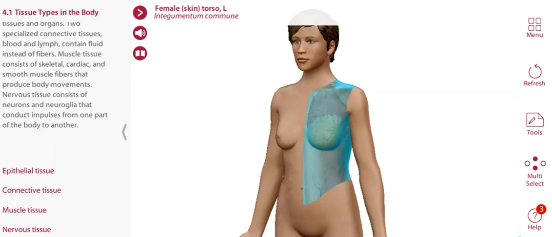 screen grab of woman's naked torso with navigation items on the right and explanation of tissue types on the left