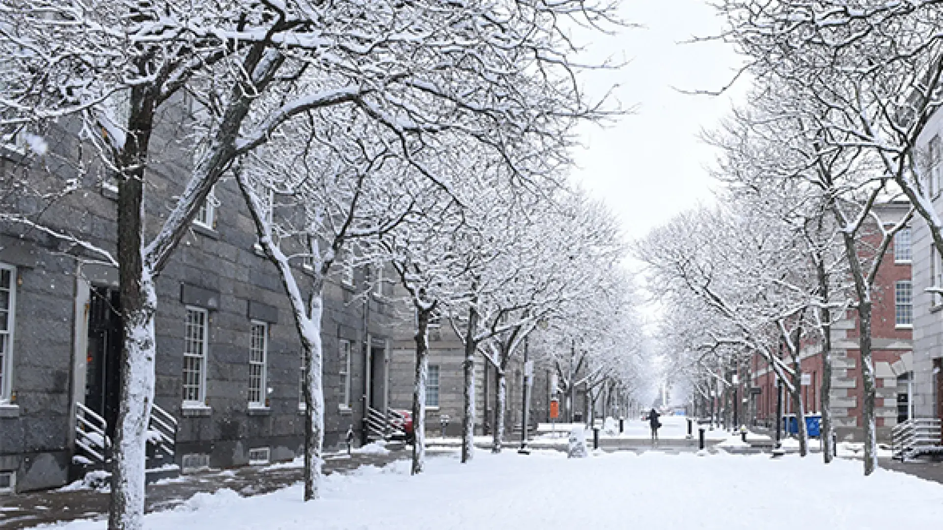 snow coats the trees and a path through brick buildings