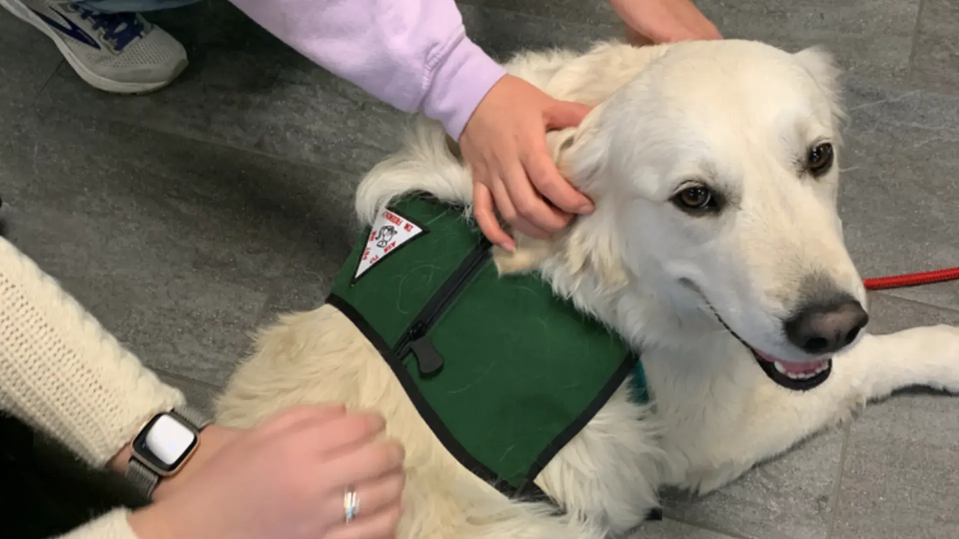 people pet dog