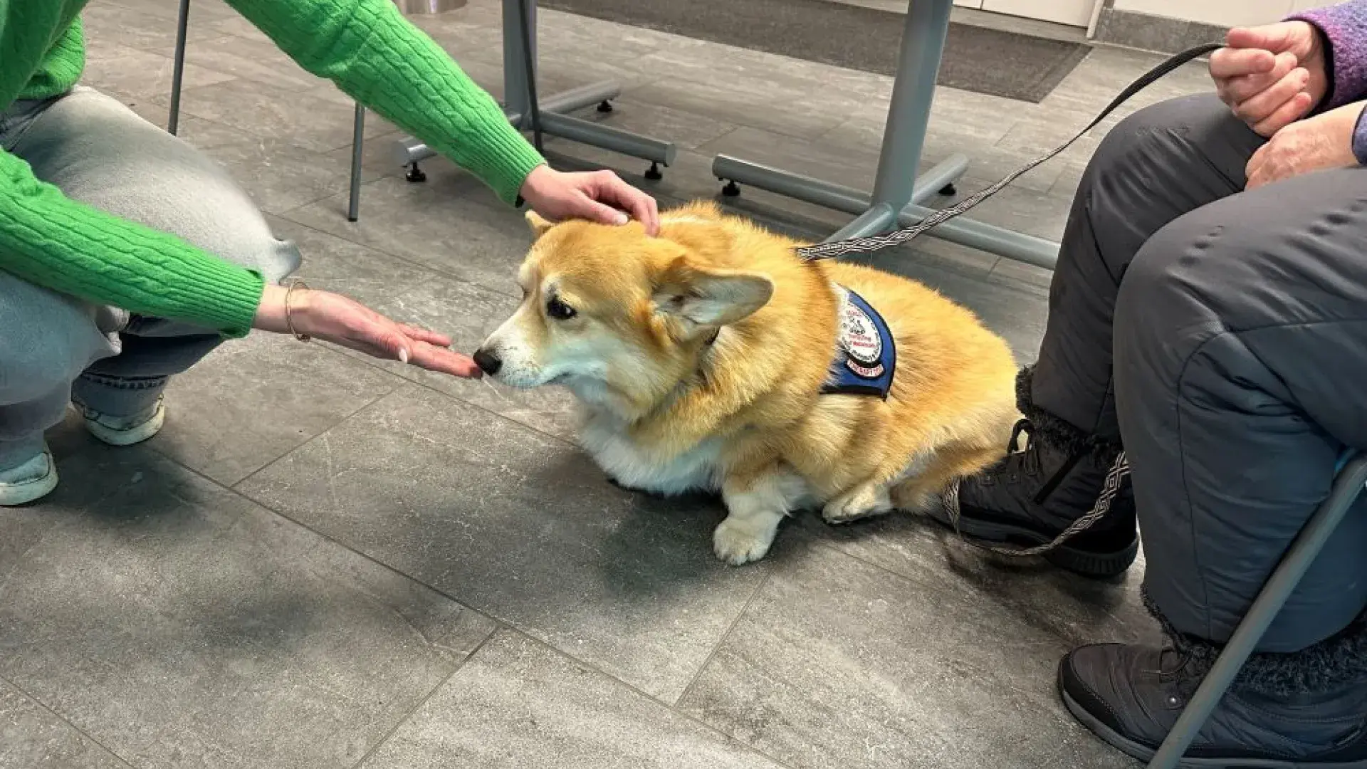 A dog sniffs the hand of a person kneeling next to it
