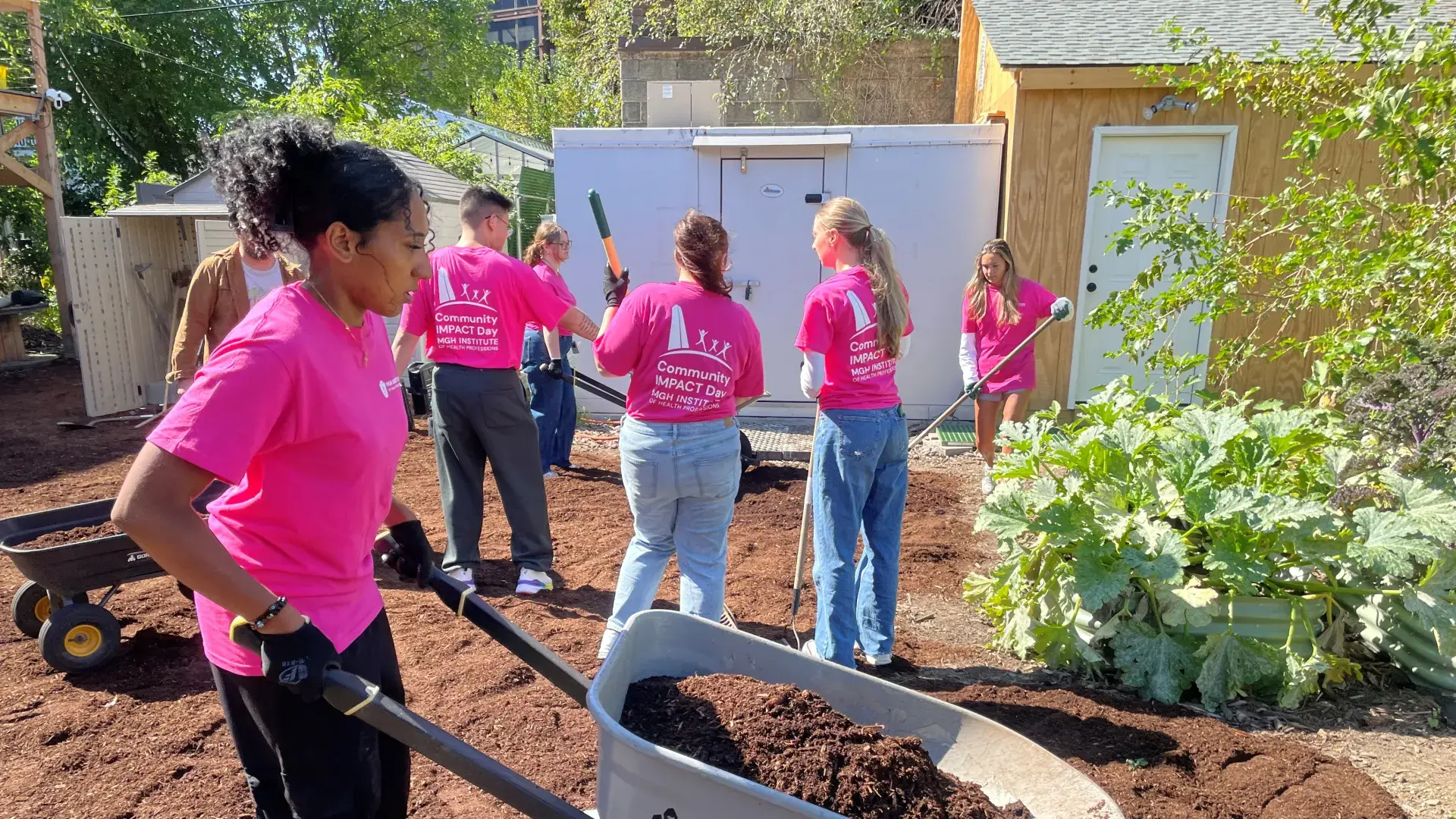 A woman uses a wheelbarrow to move mulch