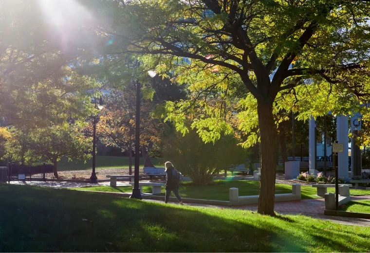 Tree lined campus walkway