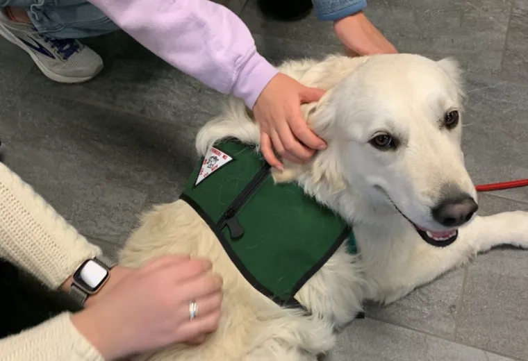 people pet dog